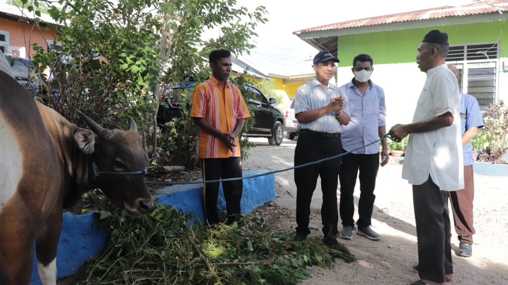Pemkot Serahkan 16 Hewan Kurban Untuk Masjid di Kota Kupang