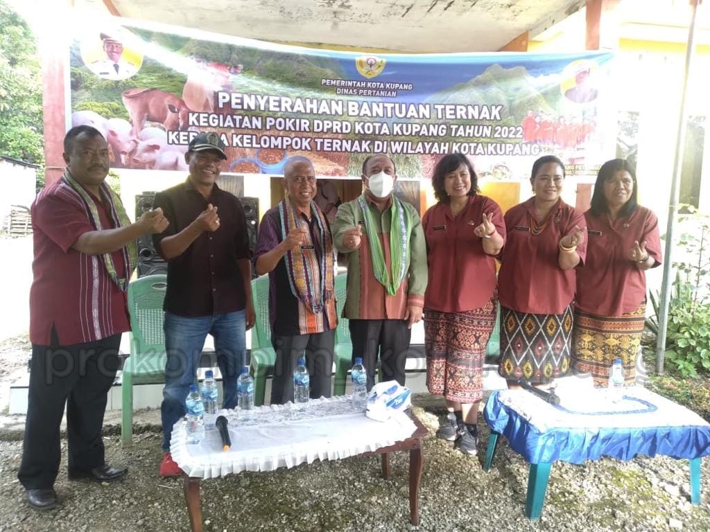 PEMKOT SERAHKAN 17 EKOR SAPI BANTUAN POKIR DPRD KOTA KUPANG UNTUK 4 KELOMPOK TANI DI FATUKOA