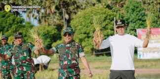 Bupati Krisman Riwu Kore Bersama Dandrem 161 Wirasakti dan Dandim 1604 Kupang Menanam Padi di Kecamatan Sabu Barat