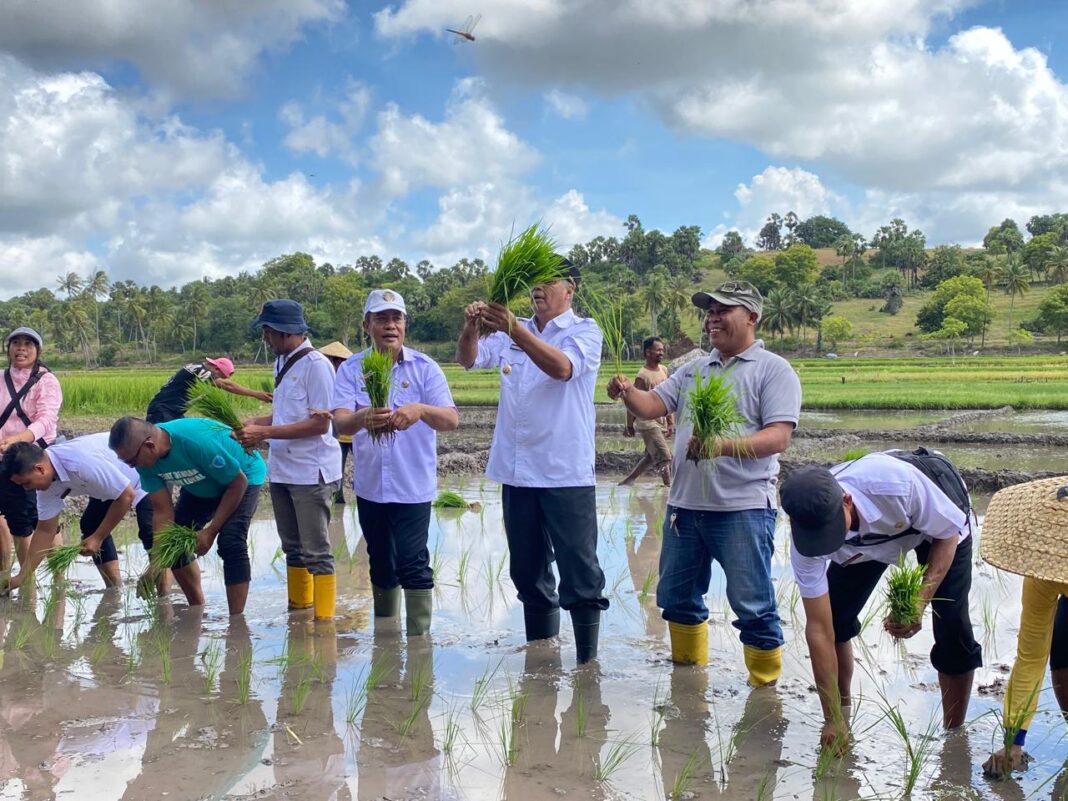Wakil Bupati Sabu Raijua Thobias Uly Ikut Tanam Padi Bersama Kelompok Tani Fara Mandiri di Desa Loboaju
