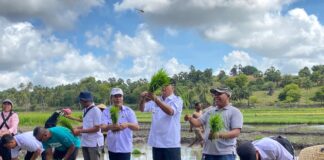 Wakil Bupati Sabu Raijua Thobias Uly Ikut Tanam Padi Bersama Kelompok Tani Fara Mandiri di Desa Loboaju