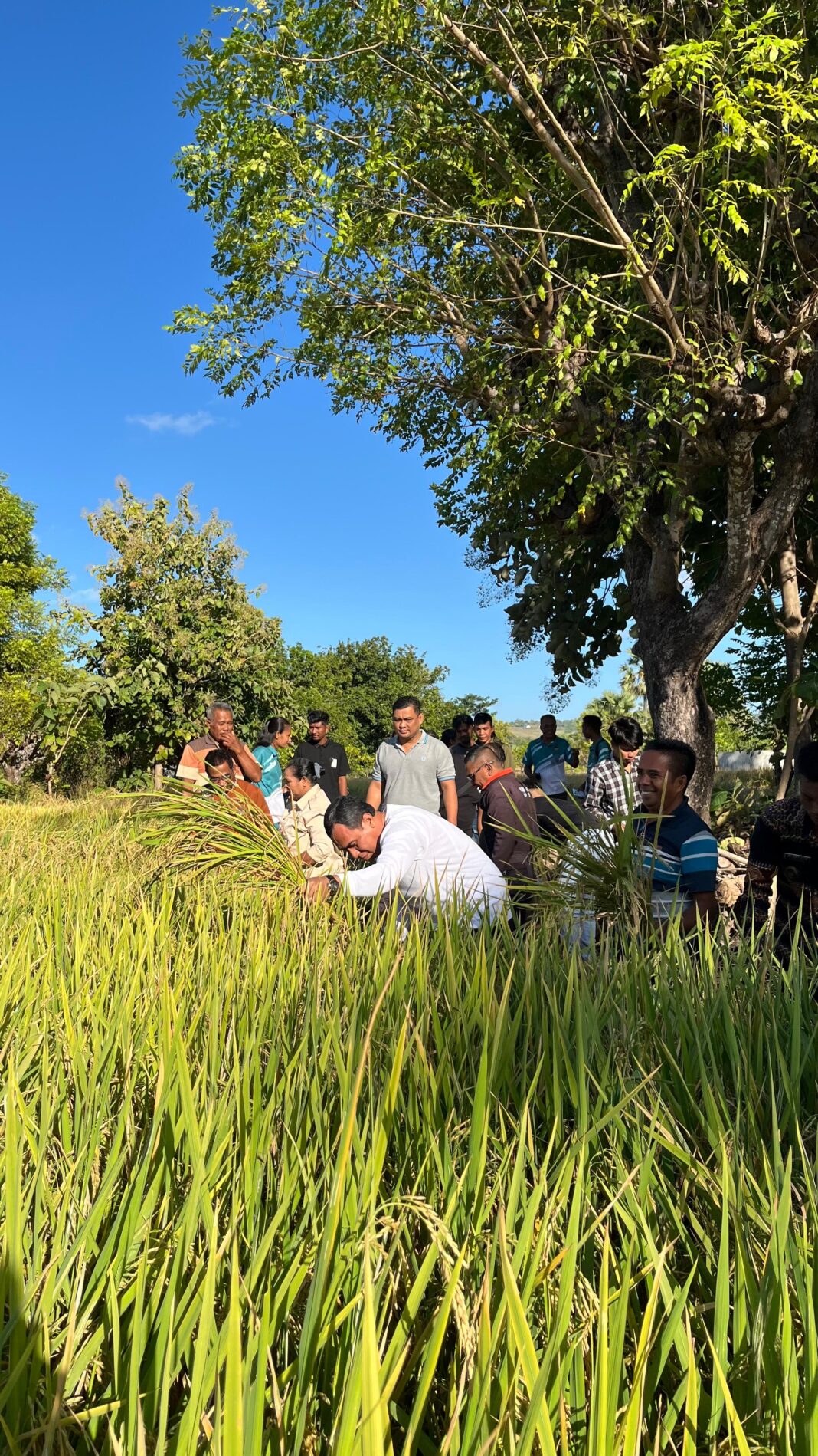 Bupati Sabu Raijua Krisman Riwu Kore Ikut Panen Raya Bersama Kelompok Tani Lede Dudu