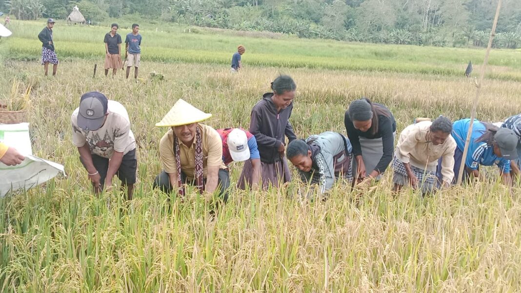 Bupati Alor Ikut Panen Raya Padi Di Likutau, Upaya Tingkatkan Ketersediaan Pangan Dan Optimalisasi Lahan Pertanian