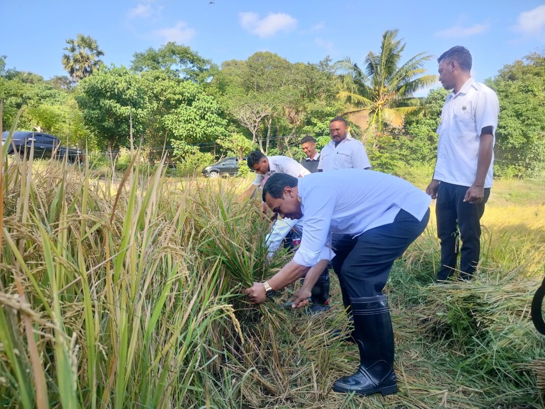 Bupati Sabu Raijua Krisman Riwu Kore Hadiri Panen Raya Padi Bersama Kelompok Tani Fara Mandiri di Desa Loboaju