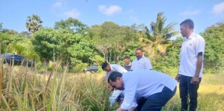 Bupati Sabu Raijua Krisman Riwu Kore Hadiri Panen Raya Padi Bersama Kelompok Tani Fara Mandiri di Desa Loboaju