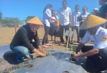 Tanam Lima Ribu Anakan Cabai : SMA Negeri 1 Kupang Timur Jadi Sekolah Contoh Dalam Meningkatkan PAD Provinsi NTT