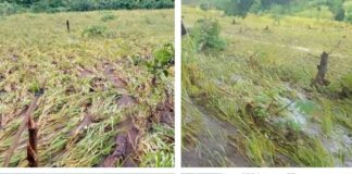 Gagal Panen di Tahun 2026, Hujan Lebat Hancurkan Lahan Pertanian, Warga Desa Mausamang Menanti Bantuan Pemerintah, Ketua Fraksi PKB Ernes Serukan Pemerintah Harus Segera Bertidak